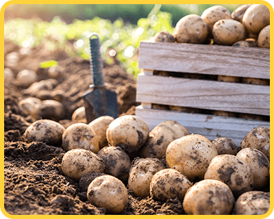 安心・安全・新鮮な国産野菜